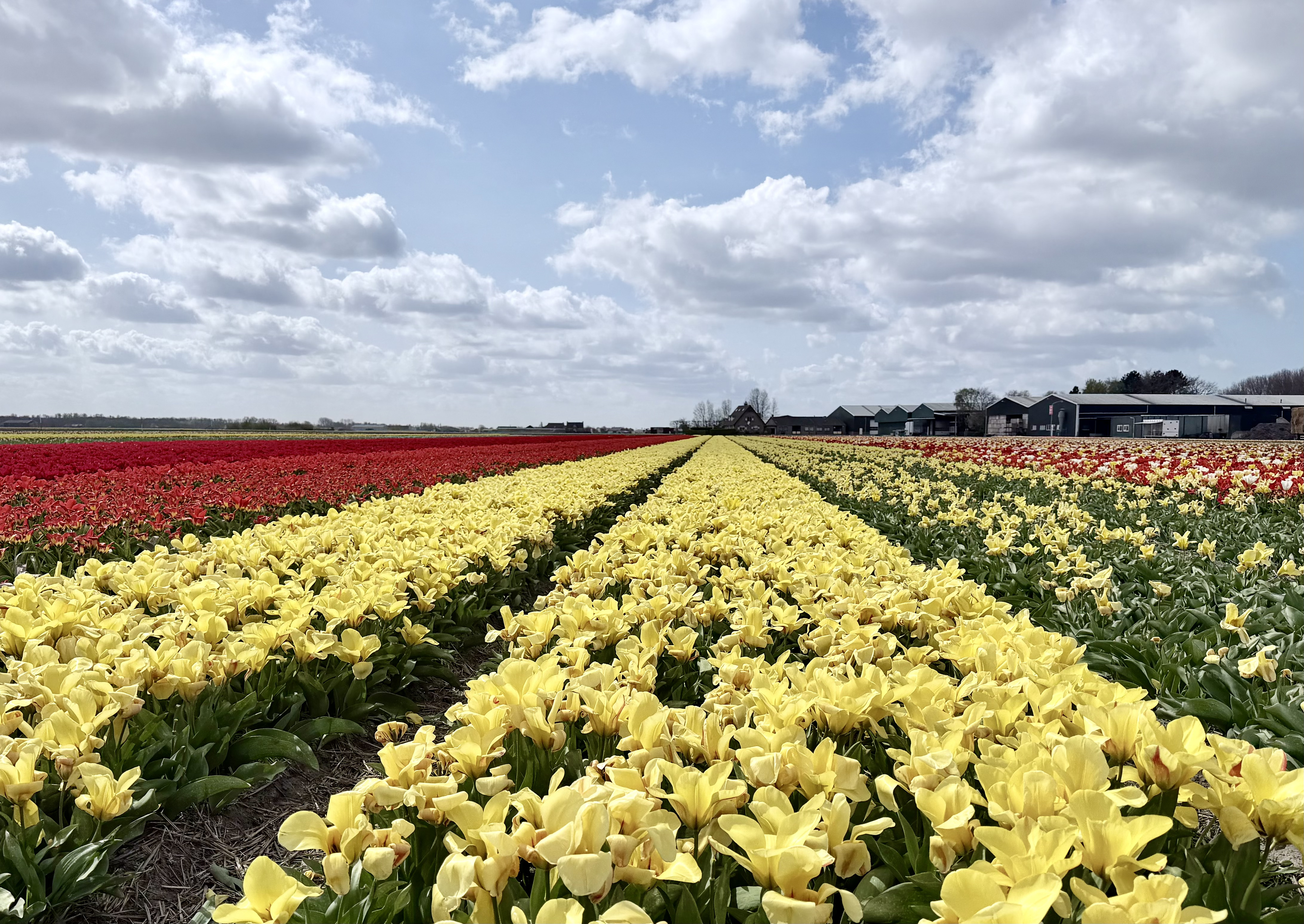 lisse-3